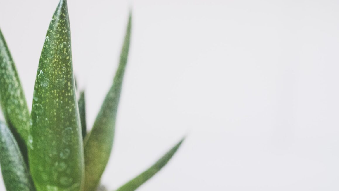 Aloe vera&nbsp;: quels bienfaits pour les cheveux&nbsp;?