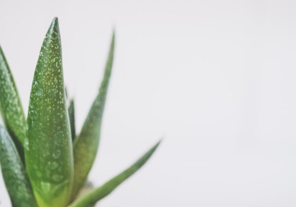 Aloe vera : quels bienfaits pour les cheveux ?